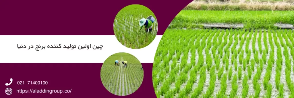 چین اولین تولید کننده برنج در دنیا