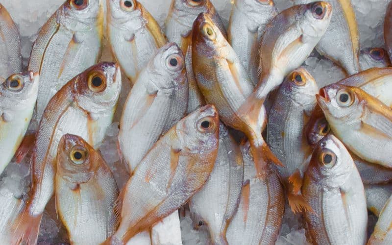 Understanding-the-Fish-Food-Market