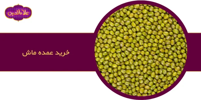 خرید عمده ماش