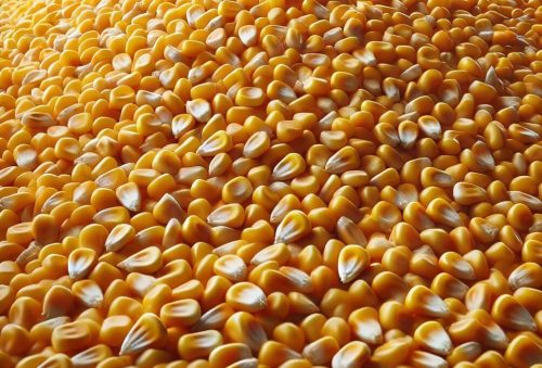 ذرت دامی خرید عمده ذرت دامی